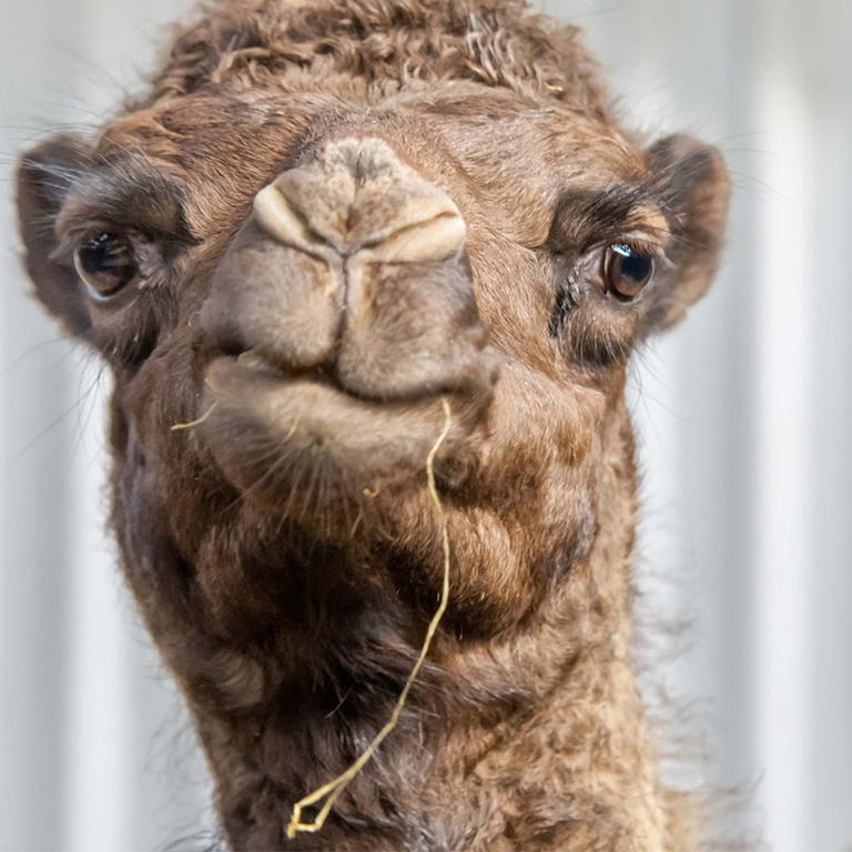Camel Milk: A Natural Alternative with Unique Properties Camel Milk: A Natural Alternative with Unique Properties