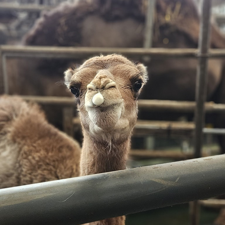 Halal Camel Milk – Healthy, Natural and Islamically Responsible